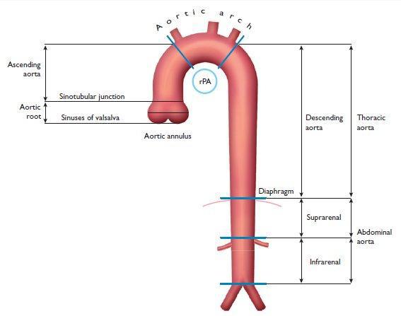 Anatomy of aorta