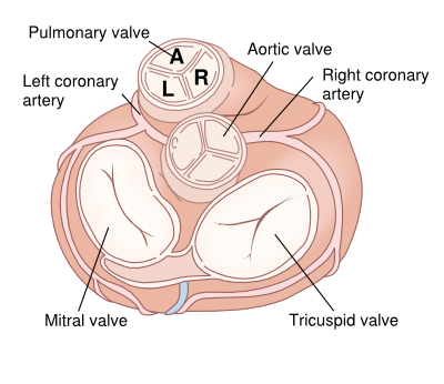 Cross section of heart valves